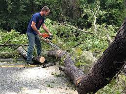 Tree and Shrub Care in Redland, TX