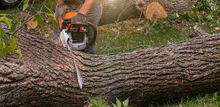 How Our Tree Care Process Works  in  Redland, TX