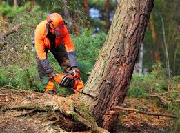 Best Lawn Maintenance Plans  in Redland, TX