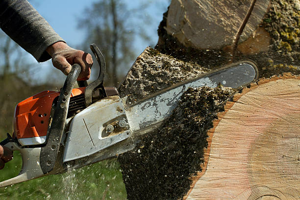 Best Fruit Tree Pruning  in Redland, TX
